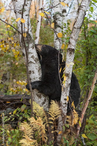 Black Bear (Ursus americanus) Rests Chin on Birch Tree Autumn