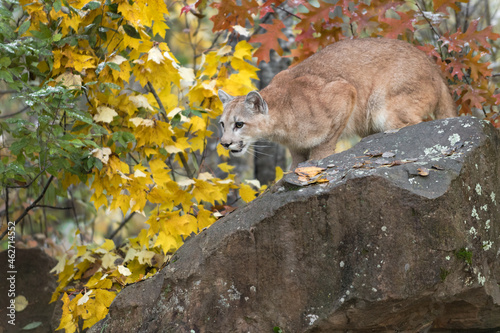 Cougar (Puma concolor) Crouches Atop Rock Autumn