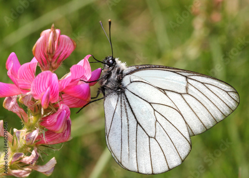 la bianca pieride del biancospino (Aporia crataegi)