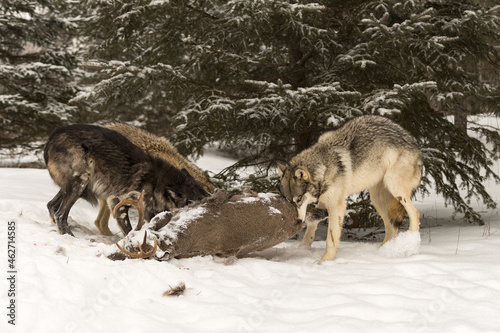 Grey Wolf Pack (Canis lupus) Investigate Body of White-tail Deer Winter © geoffkuchera