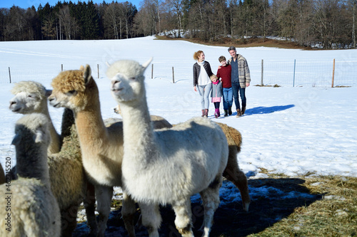 Family walking on a field with alpacas in winter photo