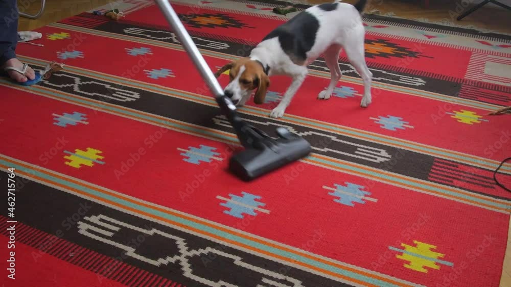 Domestic evil dog bites with sharp teeth brush of vacuum cleaner while