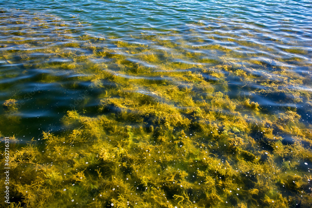 Algae in the Titreyengel lake. Turkey. A trembling lake. The village of Titreyengel, in the resort area of Sorgun, the city of Side