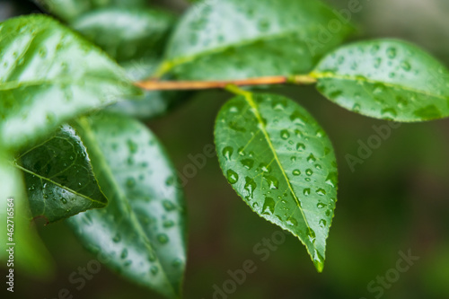 雨に濡れた緑の葉