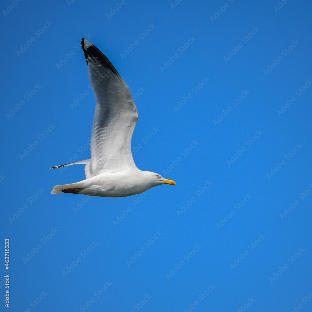 A Herring Gull in flight above the Moray Coast A Herring Gull in flight above the Moray Coast