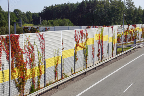 Noise barriers at the highway overgrown with Virginia Creeper. Autumn.