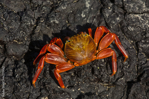 Sally Lightfoot crab, red rock crab, abuete negro (Grapsus grapsus). photo