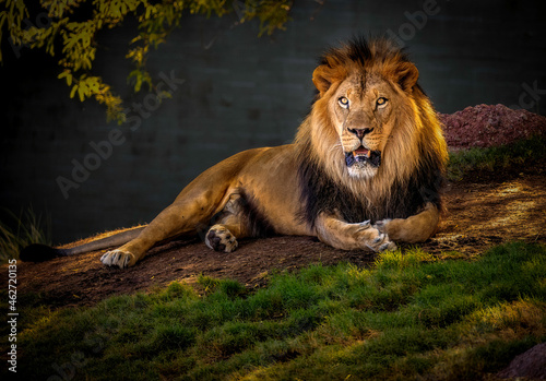 portrait of a lion