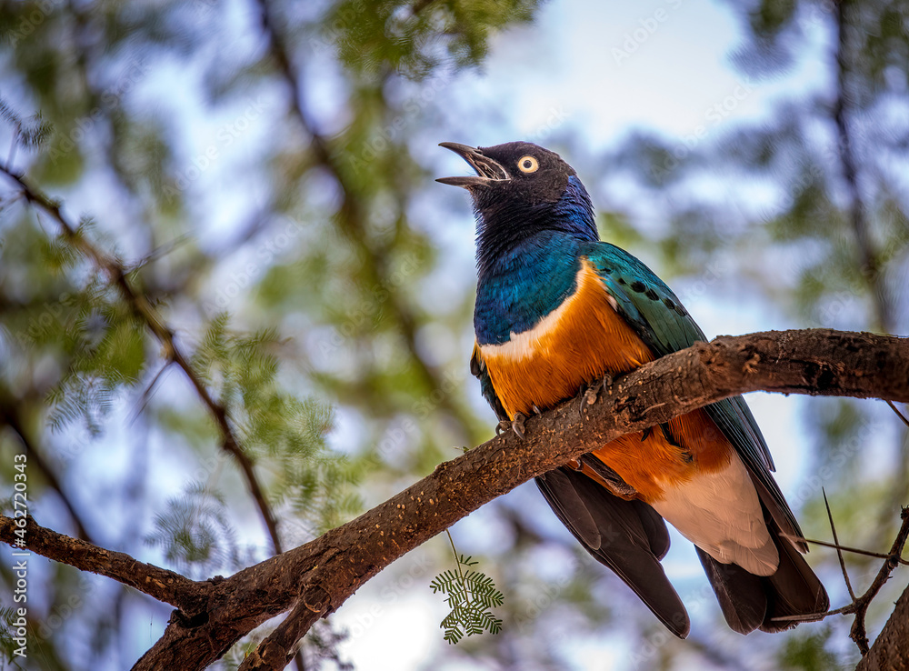 Fototapeta premium kingfisher on the branch