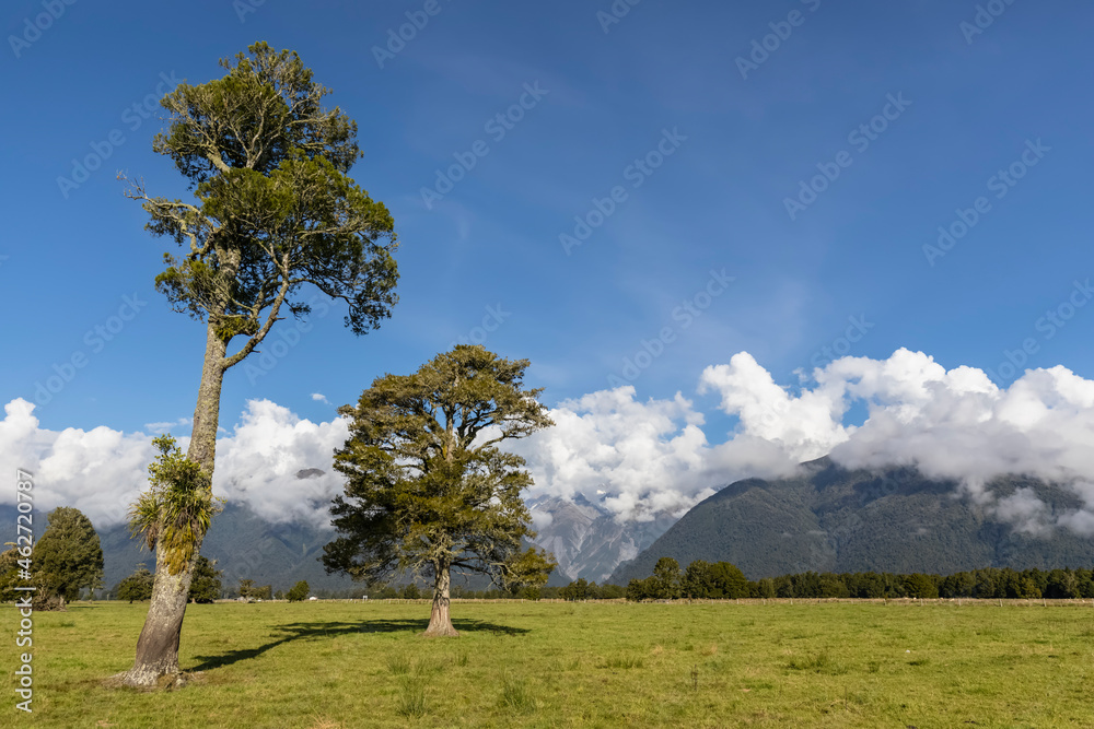 New Zealand, Westland District, Fox Glacier, Trees against low clouds floating over distant mountain range New Zealand, Westland District, Fox Glacier, Trees against low clouds floating over distant mountain range