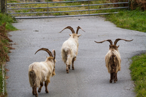 Wild mountain goats, feral three walking on lane, landscape.