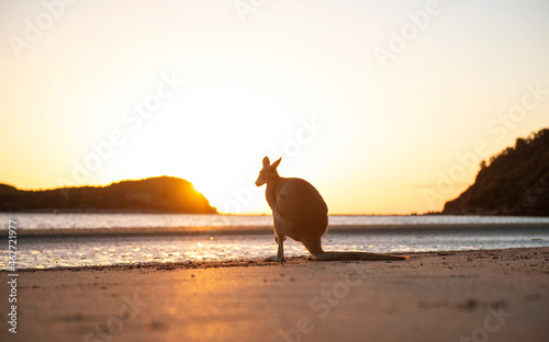 Australia, Queensland, Mackay, Cape Hillsborough National Park, back view of wallaby on the beach at sunrise photo