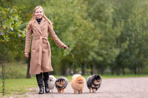 Photography Pretty elegant woman is walking with her four dogs of pomeranian spitz breed in park at nature