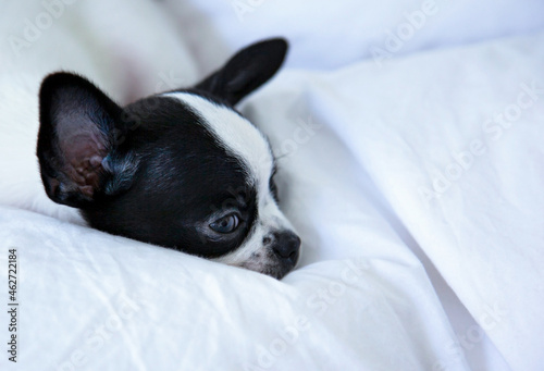 The muzzle of a chihuahua puppy lying on the bed.