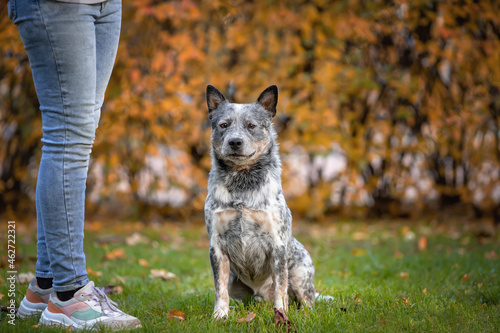 Blue heeler dog is sitting near owner while obedience training. Portrait of australian cattle dog at nature.