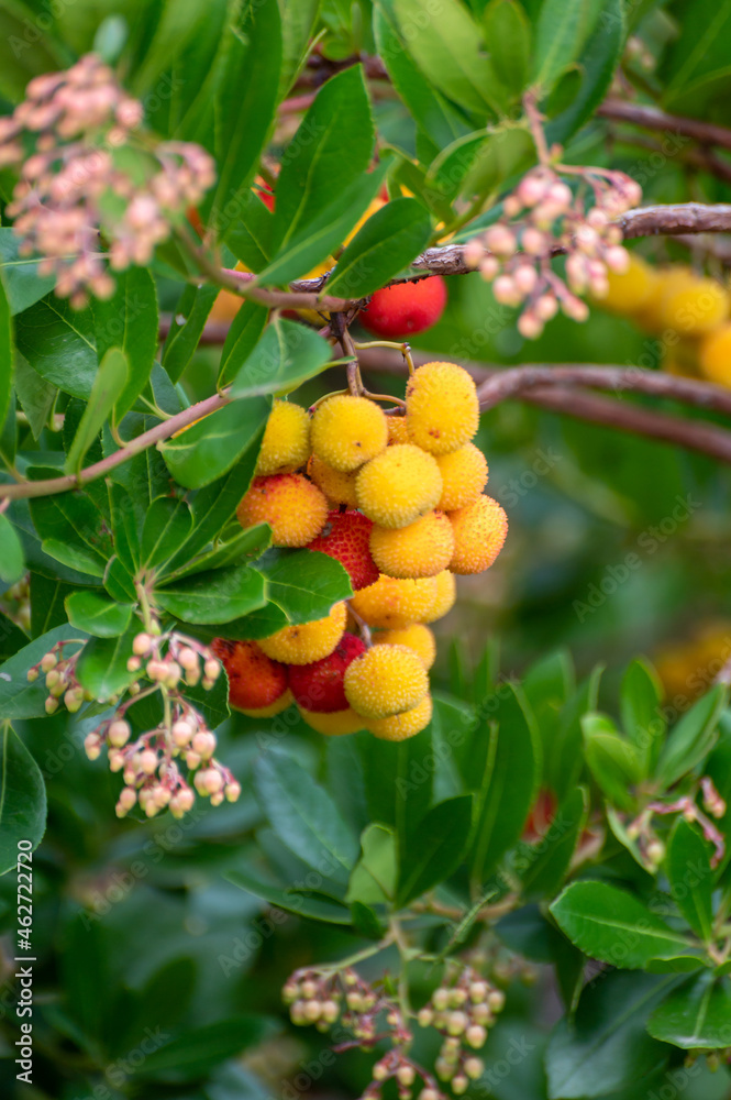 Botanical collection, ripe colorful flowers of Arbutus unedo, strawberry tree, evergreen shrub or small tree in the family Ericaceae, native to Mediterranean region