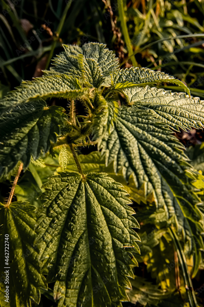 Fototapeta premium christmas branches