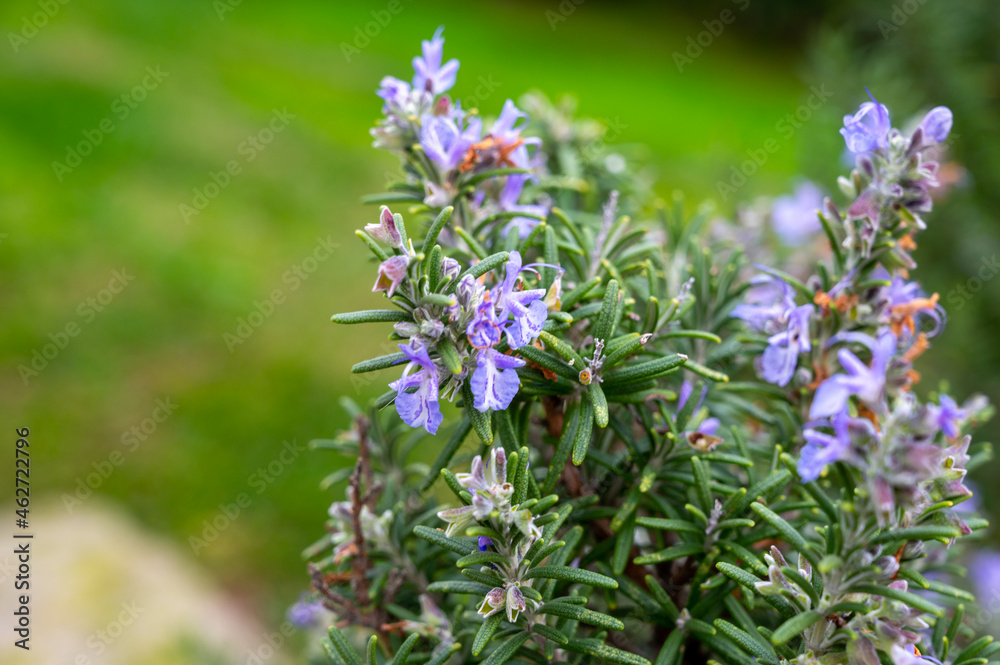 Blue blossom of aromatic kitchen herb rosemary