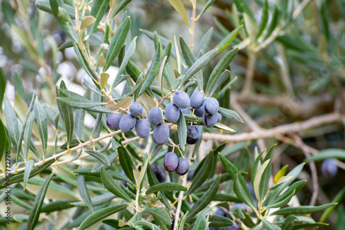 Ripe black and green olives hanging op olive tree