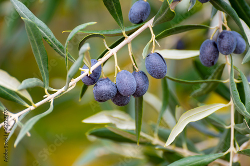 Ripe black and green olives hanging op olive tree