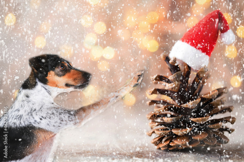 Weihnachten - Hund vor Tannenzapfen mit Weihnachtsmütze