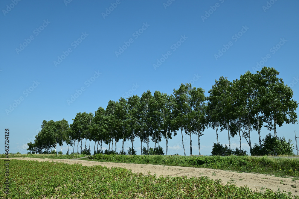 北海道美瑛の丘に並ぶ風防として植えられた木