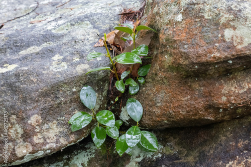 Valokuva Port Jackson fig tree growing in sandstone rock crevice