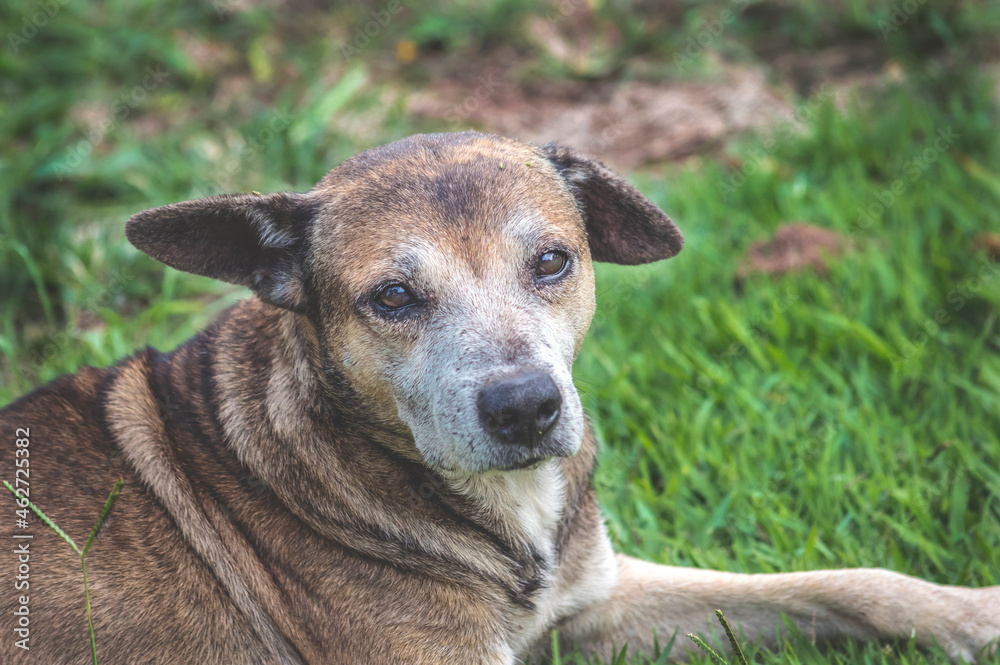 An old dog with a sad look