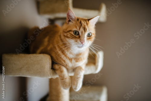 Portrait of tabby cat lying on scratching post watching something photo