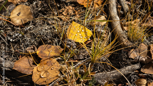 An aspen leaf resting on the forest floor photo