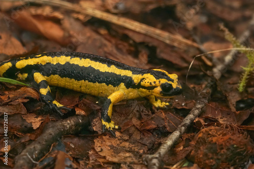 Closeup on the Iberian live bearing fire salamander, Salamandra photo