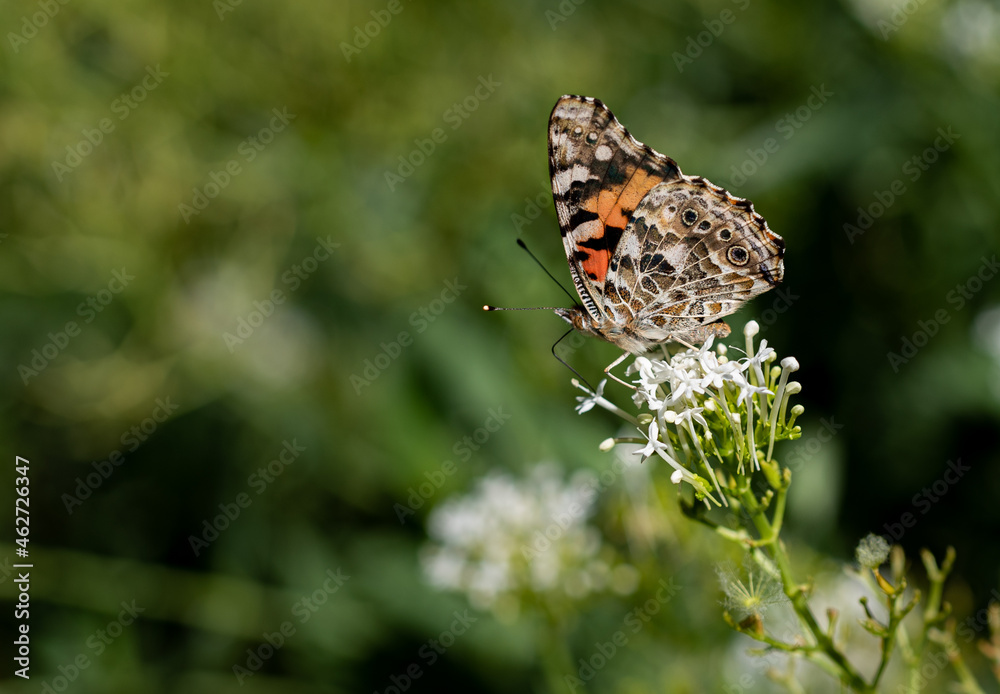 butterfly on a flower