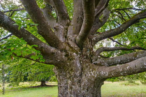 Trunk of old beech tree (Fagus sylvatica)