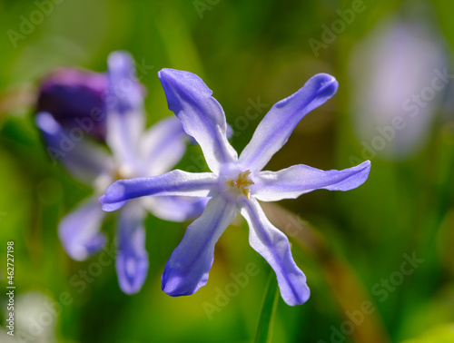 Head of purple blooming Bossiers glory-of-the-snow (Scilla luciliae) flower photo