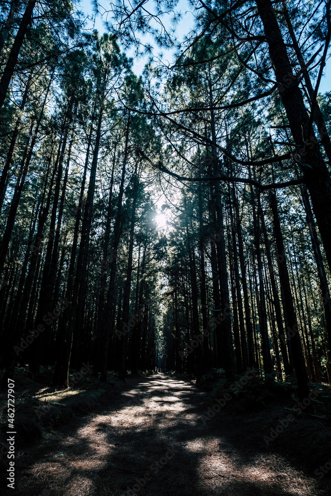 Path covered with trees at El Teide National Park, Tenerife, Spain Path covered with trees at El Teide National Park, Tenerife, Spain
