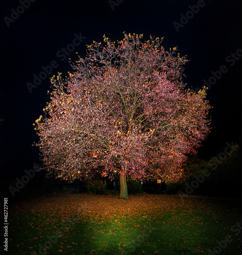 Lone autumn tree at night