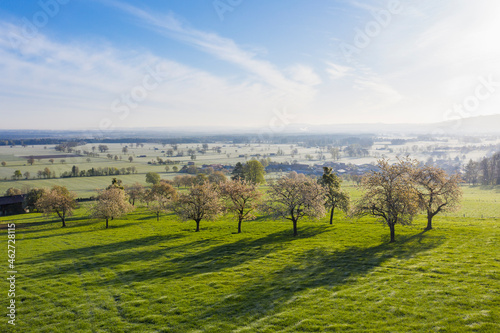 Drone view of wild cherries (Prunus avium) blossoming in spring