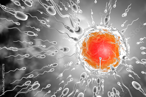 3D Rendered Illustration of sperm cells racing to fertilize egg photo