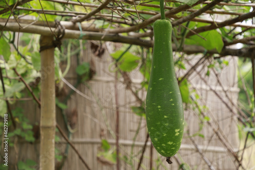 Εκτύπωση καμβά Closeup shot of a green bottle gourd on a blurred background