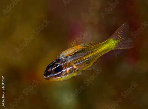 Indonesia, Underwater portrait ofÔøΩsmall yellow fish photo
