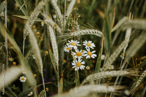 Chamomile and wheat on a field photo