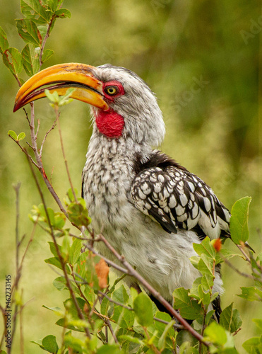 yellow billed hornbill