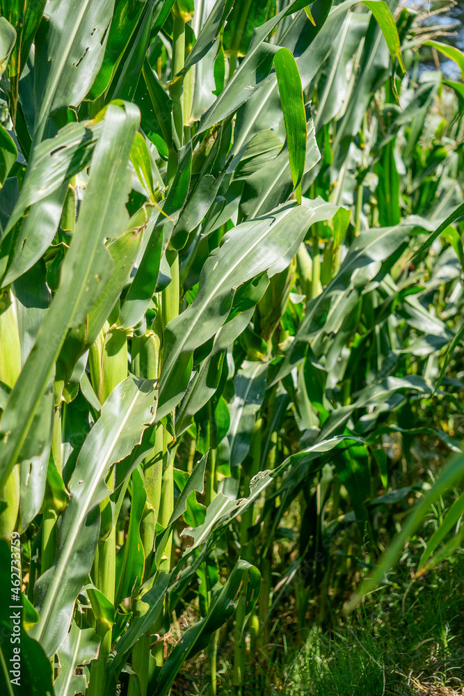 the lushness of the cornfield with a beautiful sky. corn shoots that will become ripe and ready to be harvested. the lushness of the cornfield with a beautiful sky. corn shoots that will become ripe and ready to be harvested.