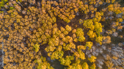 Drone view looking straight down into an autumn colored forest of aspen trees. Some trees do not have leaves and appear dead. 