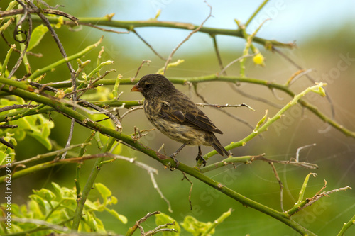 The medium ground finch (Geospiza fortis).