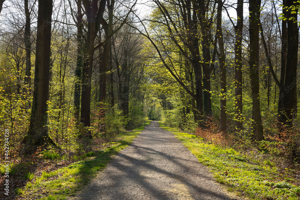 Germany, North Rhine-Westphalia, Dortmund, Forest road in springtimeÔøΩKurlerÔøΩBusch park Germany, North Rhine-Westphalia, Dortmund, Forest road in springtimeÔøΩKurlerÔøΩBusch park