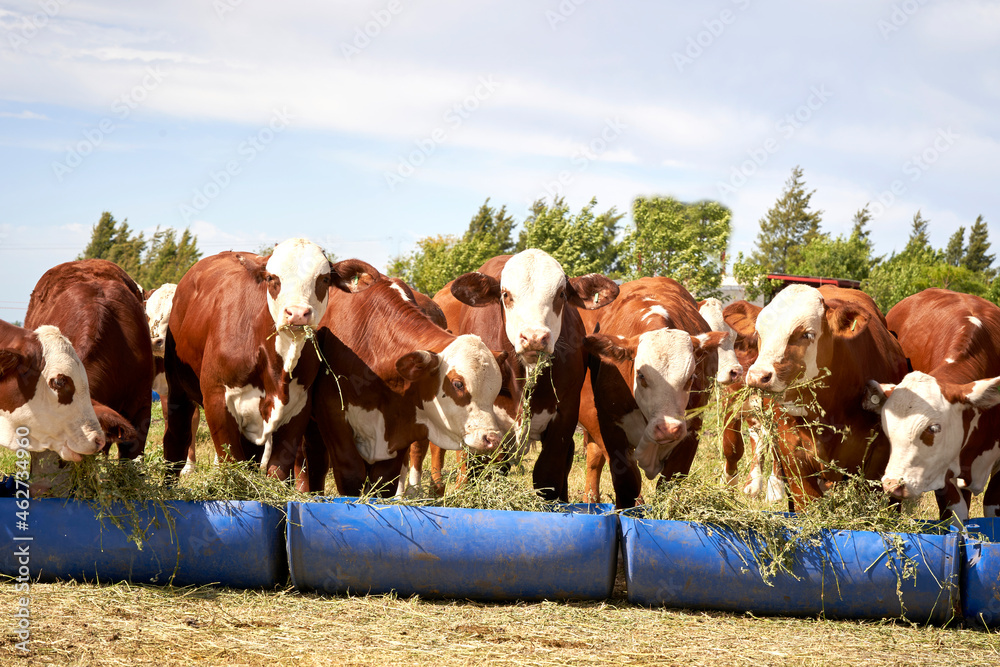 bradford cattle feeding The best for these cows. Cattle Feeding. bulls