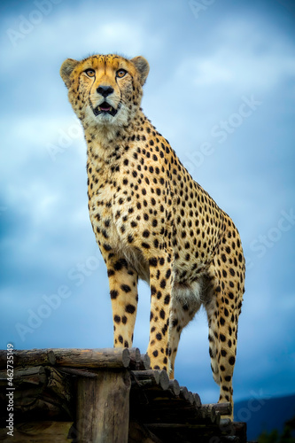 portrait of a cheetah