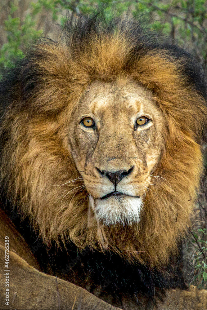 portrait of a lion