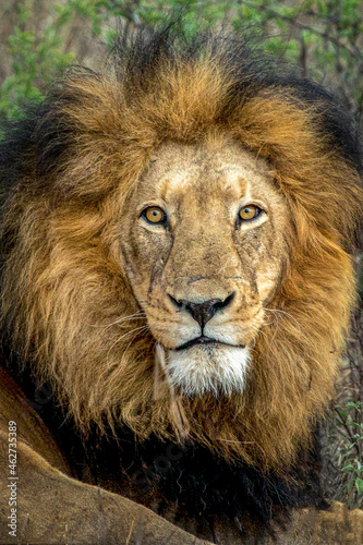 portrait of a lion © Mervyn
